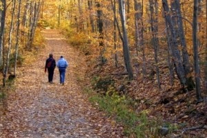 Prachtige bossen rondom Landgoed de Biestheuvel