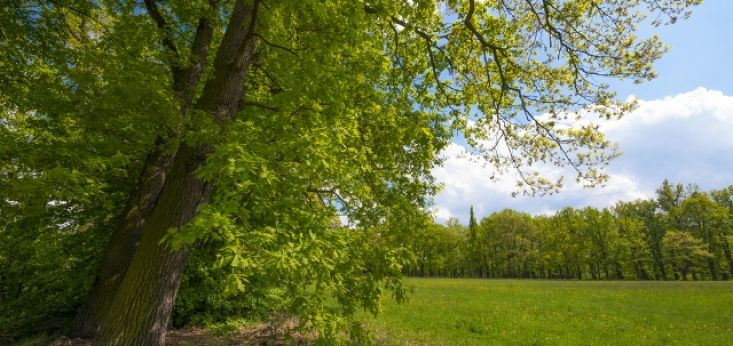 Geniet van de natuur op Landgoed de Biestheuvel