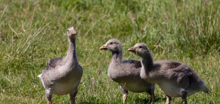 Kennis maken met de natuur op Landgoed de Biestheuvel