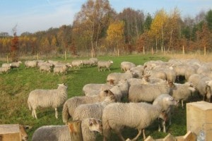 Schapenweide bij Landgoed de Biestheuvel