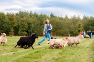 Schapen drijven Landgoed de Biestheuvel