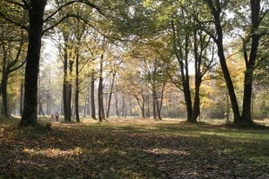 Ontdek met de huifwagen de Brabantse natuur op Landgoed de Biestheuvel