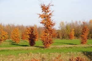 Beukenlaan op Landgoed de Biestheuvel