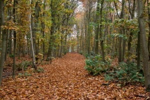 Wandelen op Landgoed de Biestheuvel