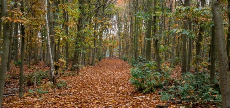 Wandelen bij Landgoed de Biestheuvel