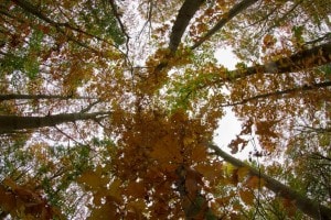 Een prachtig herfstplaatje, Landgoed de Biestheuvel