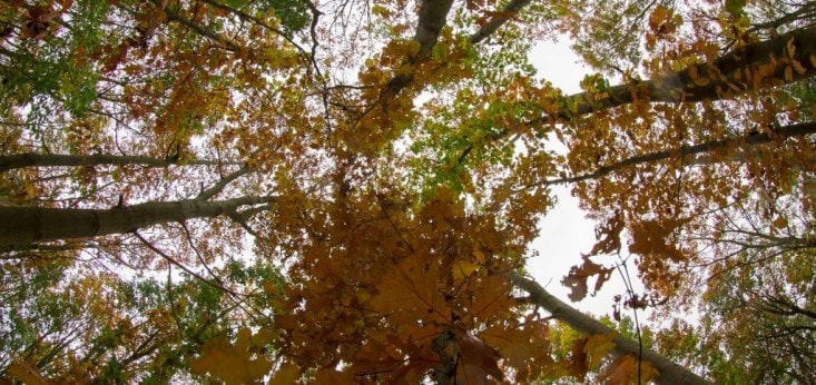 Een prachtig herfstplaatje, Landgoed de Biestheuvel