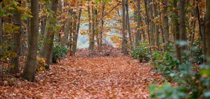 Herfstsfeer bij Landgoed de Biestheuvel