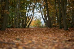 Wandelpad bij Landgoed de Biestheuvel