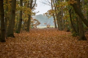 Herfst Landgoed de Biestheuvel