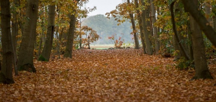 Herfst Landgoed de Biestheuvel