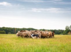 Workshop schapen drijven bij Landgoed de Biestheuvel