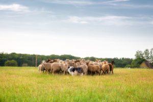 Schapen drijven Landgoed de Biestheuvel