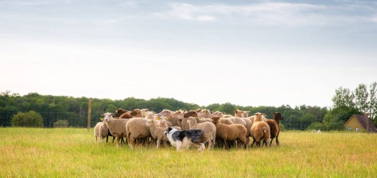 Workshop schapen drijven bij Landgoed de Biestheuvel