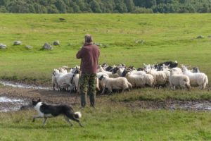 Landgoed de Biestheuvel - Workshop schapen drijven