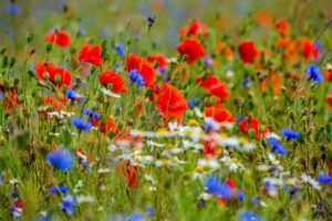 Bloemen bij Landgoed de Biestheuvel