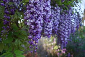 Bloemen bij Landgoed de Biestheuvel