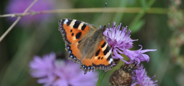 Bloemen bij Landgoed de Biestheuvel