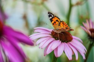 Bloemen bij Landgoed de Biestheuvel