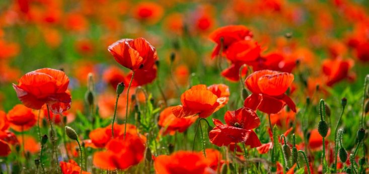 Bloemen bij Landgoed de Biestheuvel