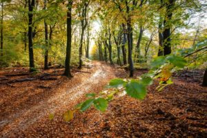 Natuur bij Landgoed de Biestheuvel