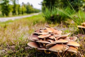Natuur bij Landgoed de Biestheuvel