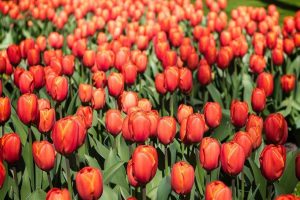 Tulpen op Landgoed de Biestheuvel