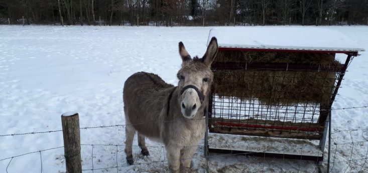 Landgoed de Biestheuvel winter, sneeuw