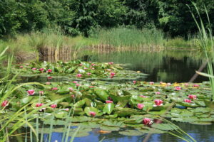 Landgoed de Biestheuvel - Vijver